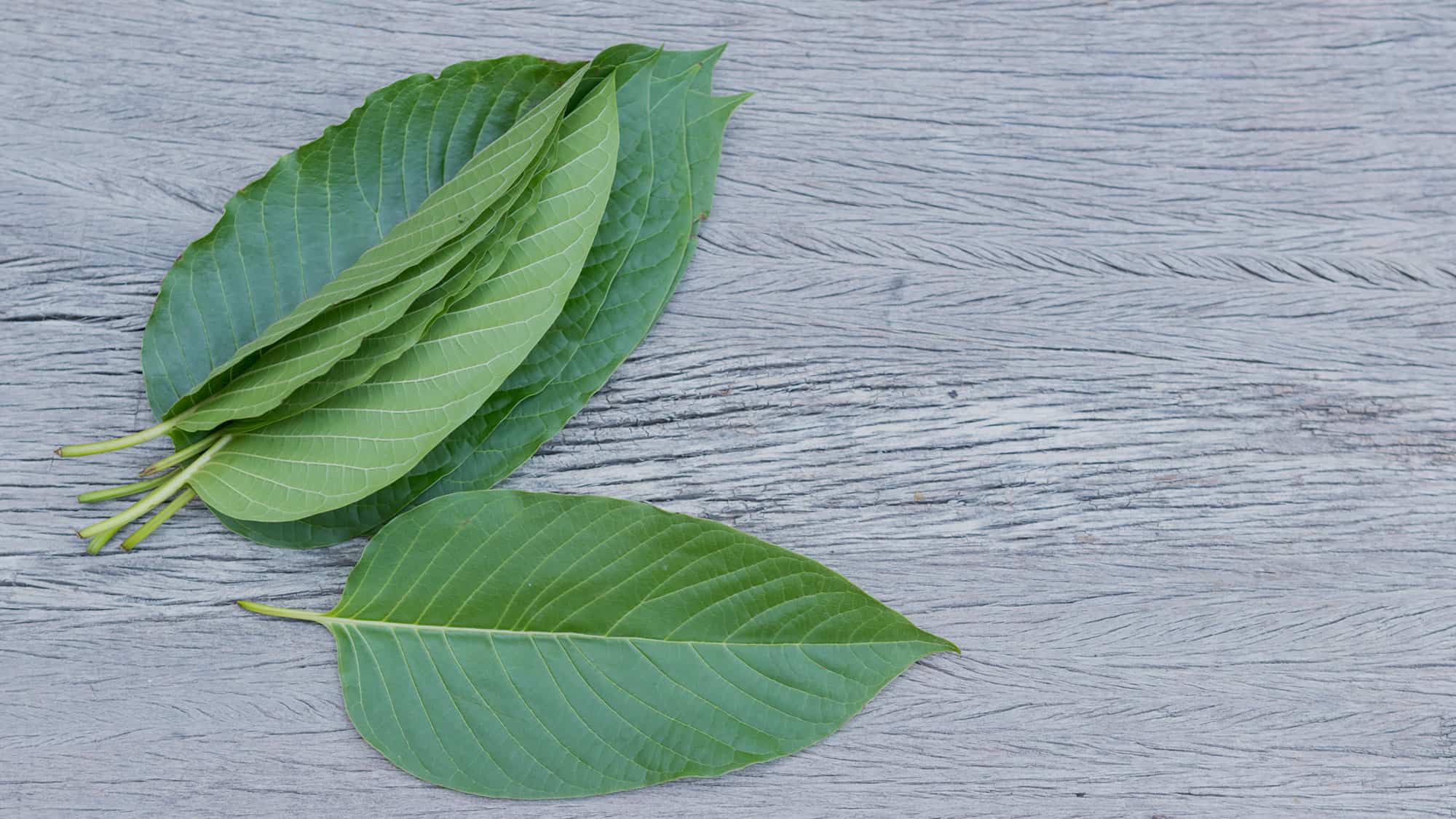 cinco-hojas-de-kratom-encima-de-una-mesa-hojas Cinco hojas de kratom encima de una mesa